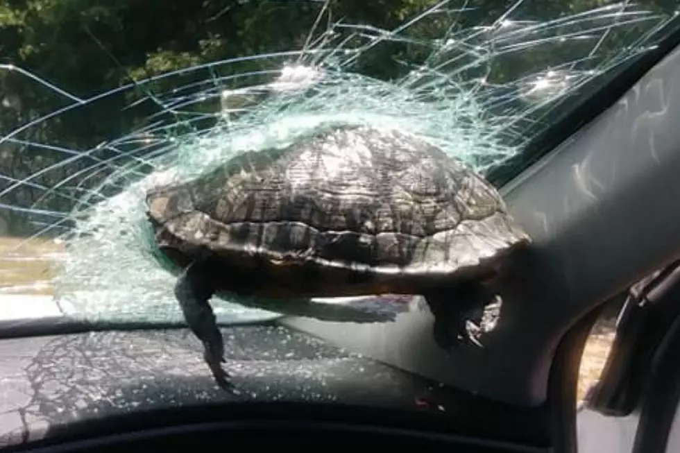 &#8216;Flying Turtle&#8217; Gets Lodged in Windshield (Photos/Video)