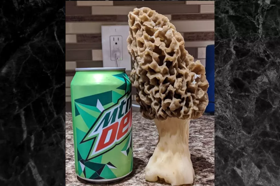 Monster Mushroom Found in Black Hawk County