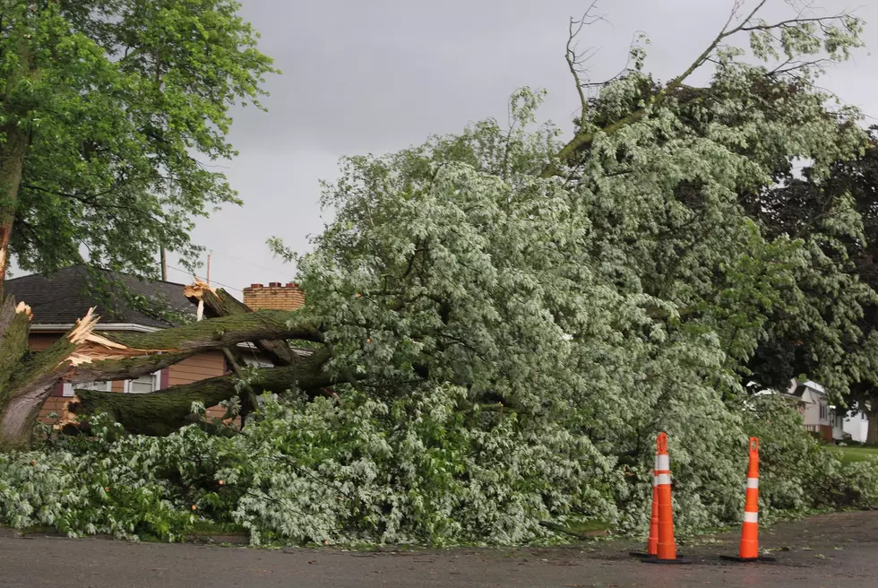 Storms Damage Trees, Cause Power Outage In Waterloo [PHOTOS]
