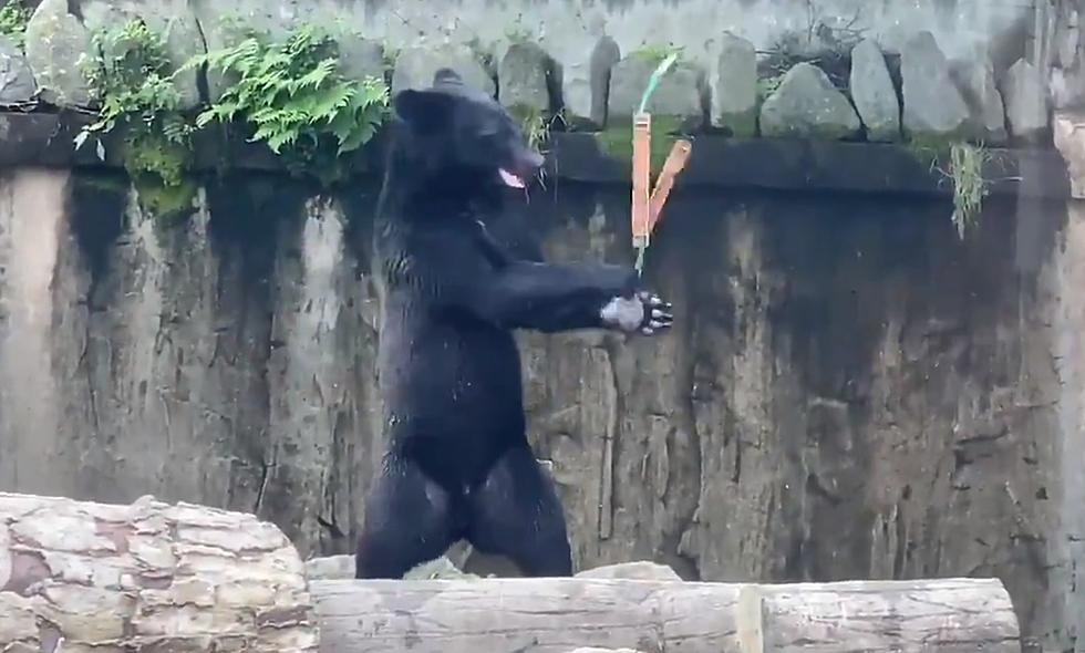 Move over Murder Hornets &#8212; We Now Have &#8216;Karate Bears&#8217; (video)
