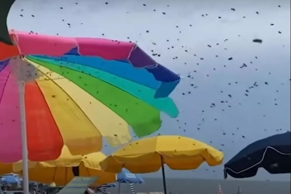 Next up for 2020: Massive Swarm Of Bees Takes Over A Beach In New Jersey
