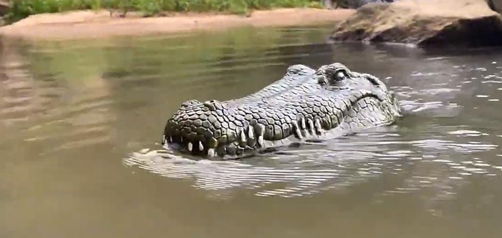 Remote Control Floating Crocodile Head