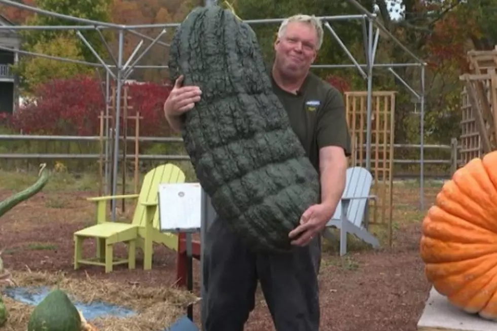 115-Pound Zucchini