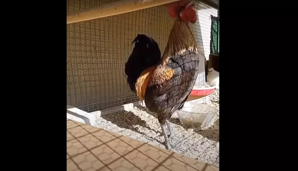 Rooster Passes Out After Crowing For Too Long (VIDEO)