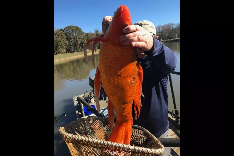 9-Pound Goldfish Found in Lake (Photo)