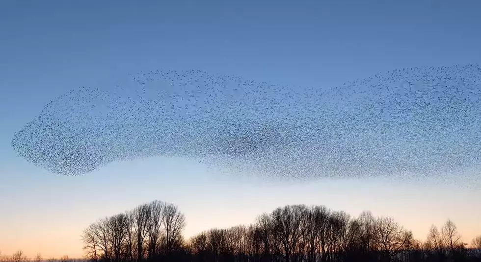 Dance of the Starlings (VIDEO)