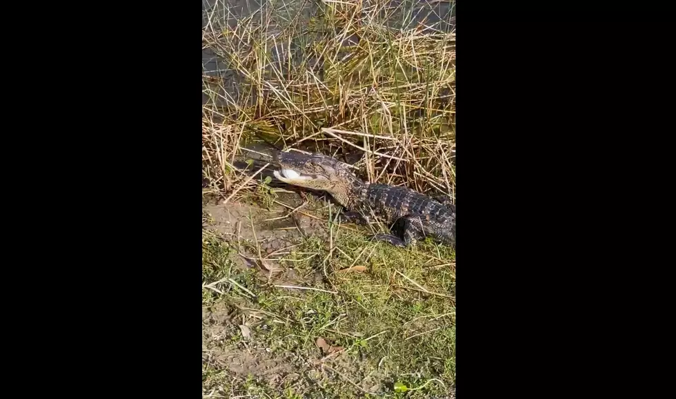 Alligator Steals Florida Man’s Golf Ball (VIDEO)