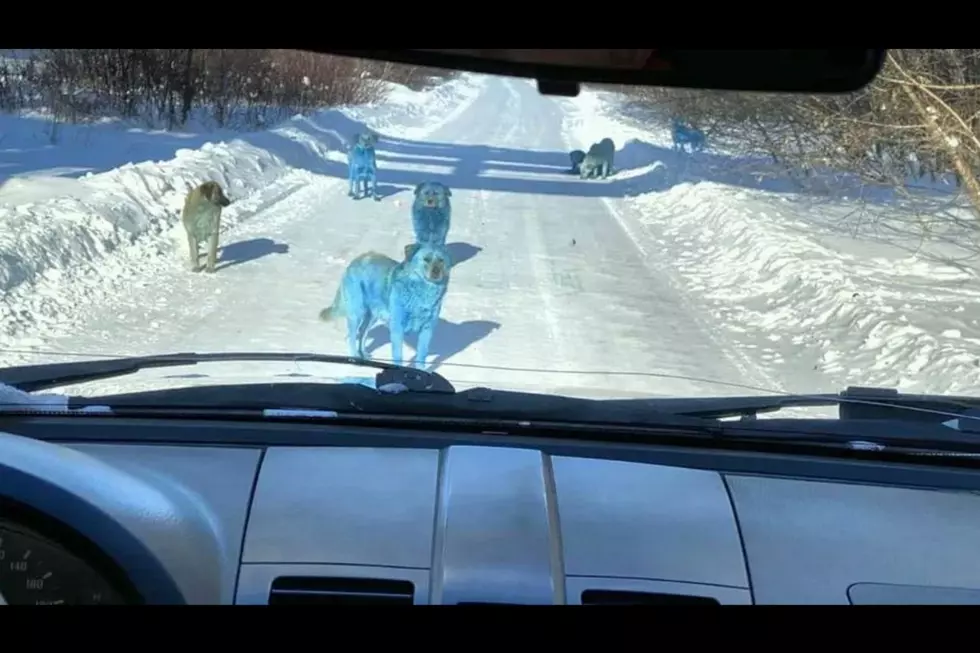 Strange Blue Dogs Have Mysteriously Appeared