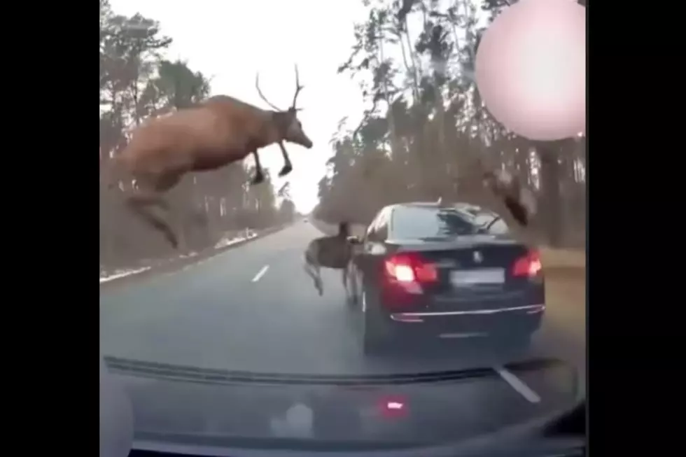 Police Cruiser Gets Caught in Deer Stampede (VIDEO)