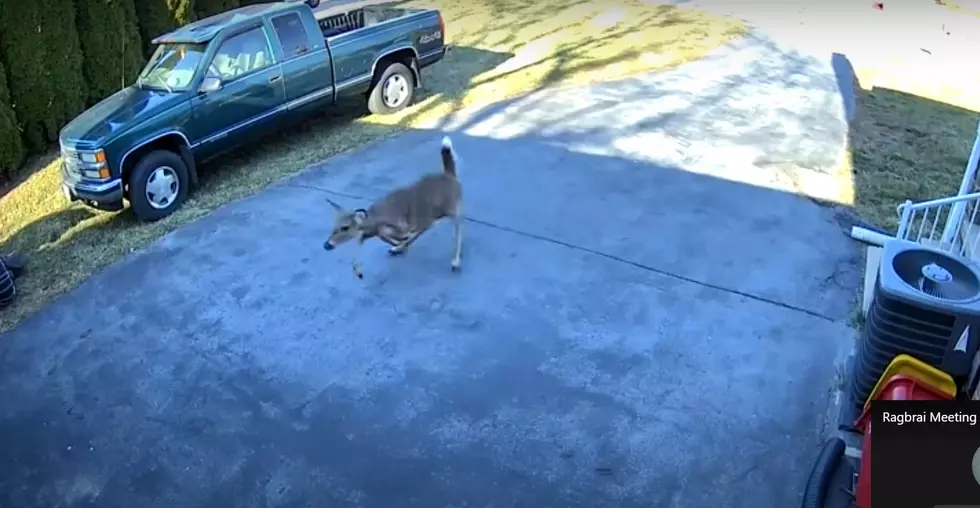 Deer Smashes into Man’s House (VIDEO)