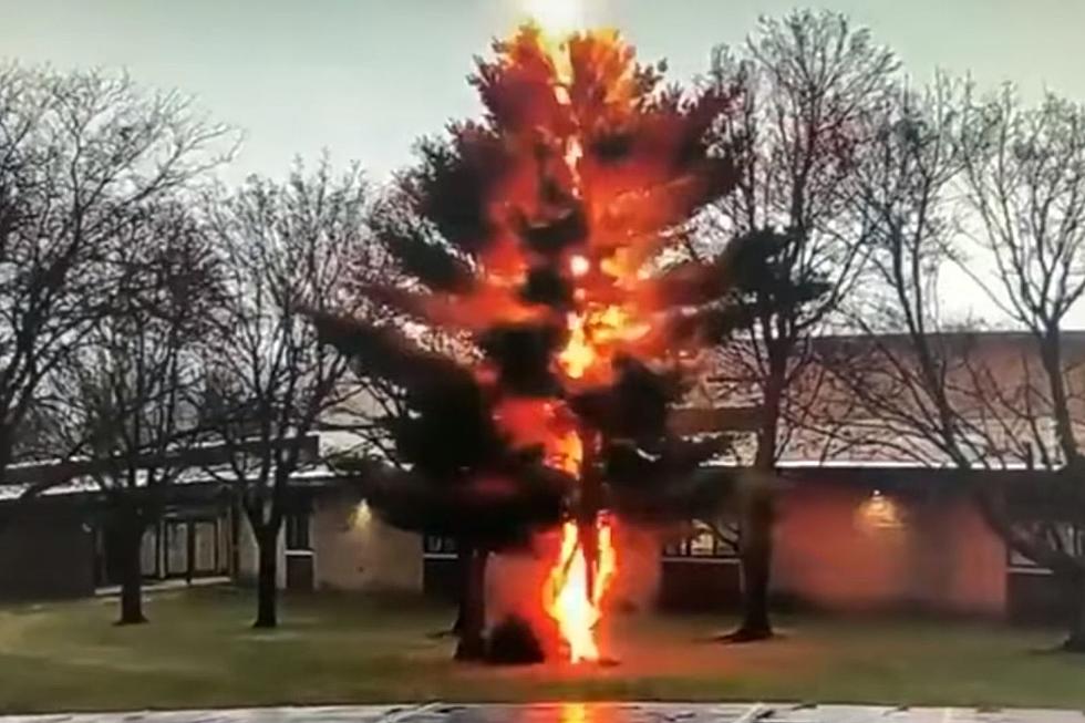 Video of a Bolt of Lightning Destroying a Tree