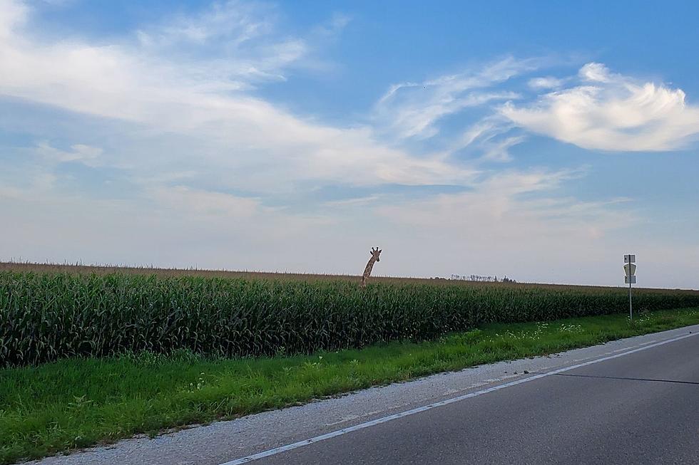 The Giraffe is Back in Bremer County, Iowa! (Photos)