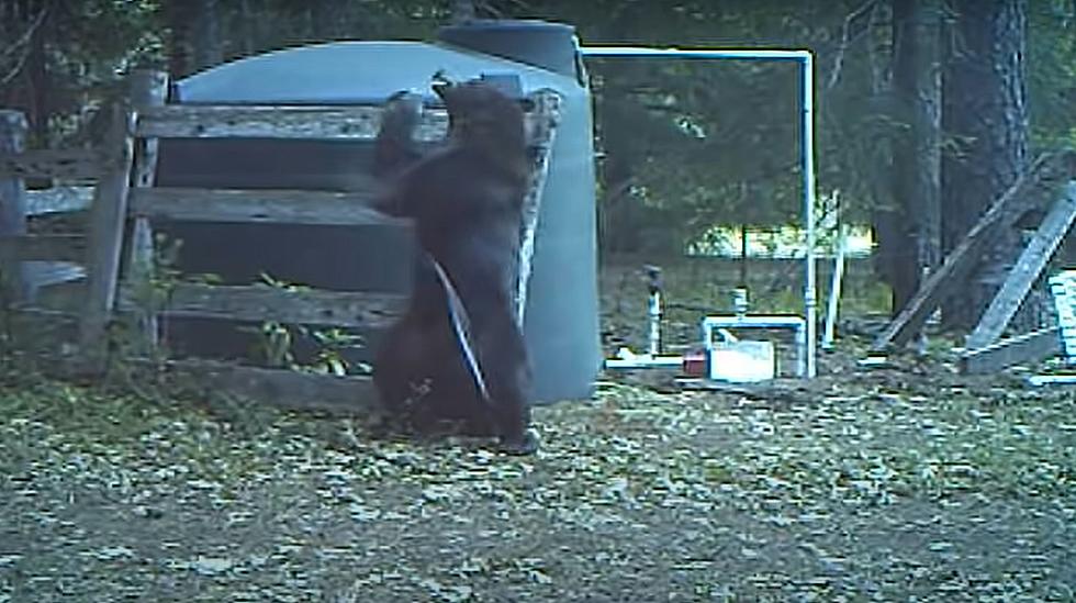 Bear Gets Hit in the Crotch, Tries to ‘Walk it Off’ (VIDEO)