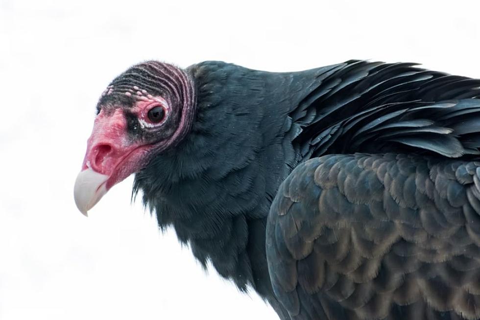 The Strange Tale of Iowa’s ‘Vomiting Vulture’