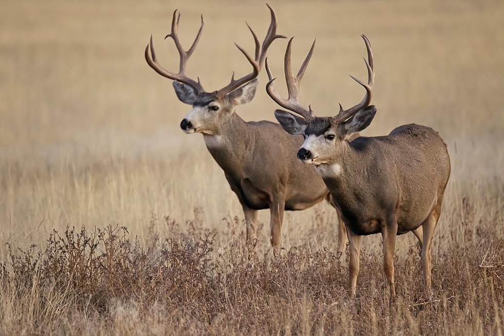 Killed a Deer Illegally? Iowa Felon Says Blame it on Your Wife