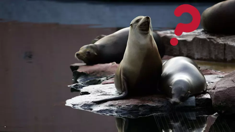 Adorable Seals at Iowa Zoo Mesmerized by Foreign Object [WATCH]