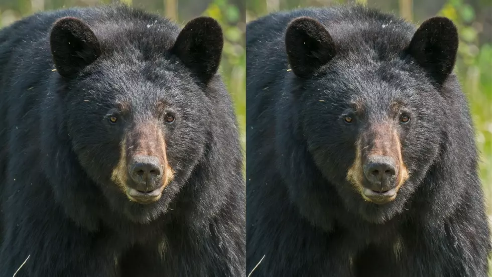 UPDATE: Second Black Bear Spotted in NE Iowa in a Week! [WATCH]