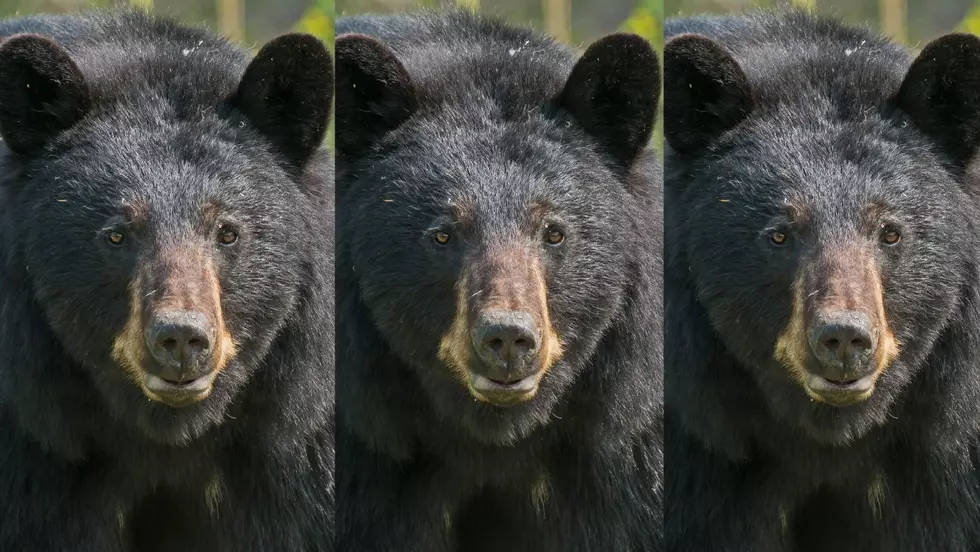 THIRD Black Bear Sighting in NE Iowa in Two Weeks [WATCH]