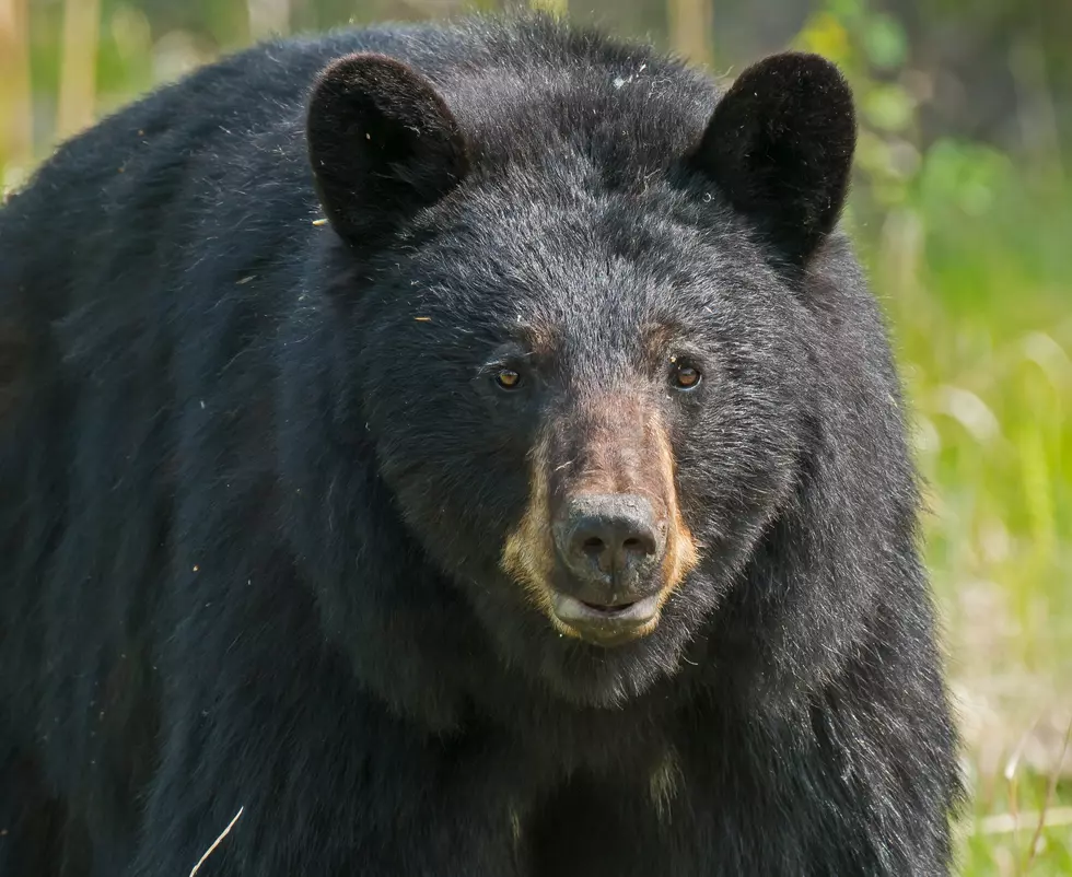A Wild Black Bear Caught on Camera in Northeast Iowa [WATCH]