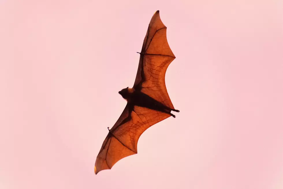 Iowa Community Seeing ‘Alarming’ Amount of Bats Entering Homes