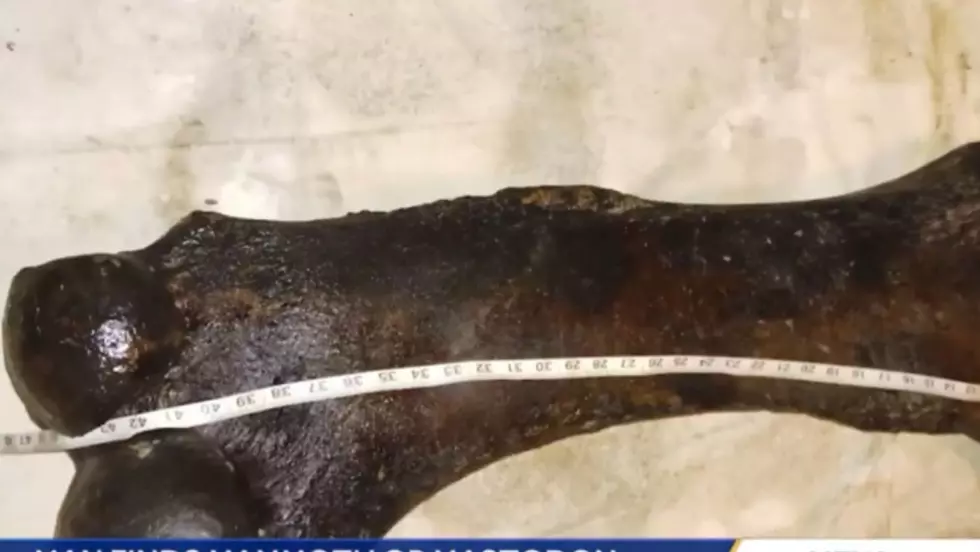 Another Prehistoric Iowa Find, Mammoth Bone Discovered [PHOTOS]