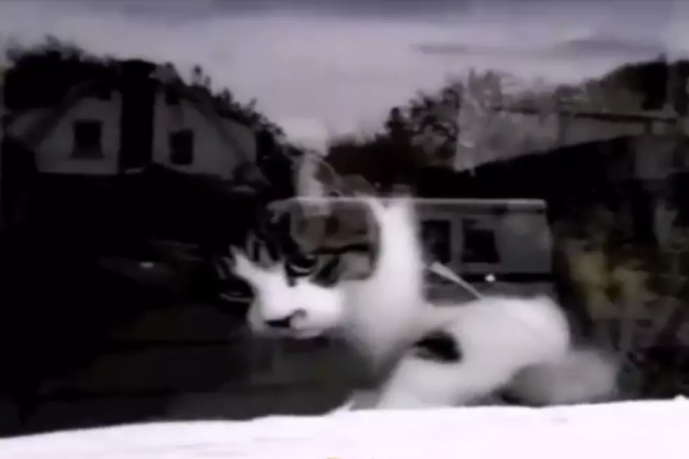 Every Mail Delivery to This Cat’s House Is a Life-or-Death Battle
