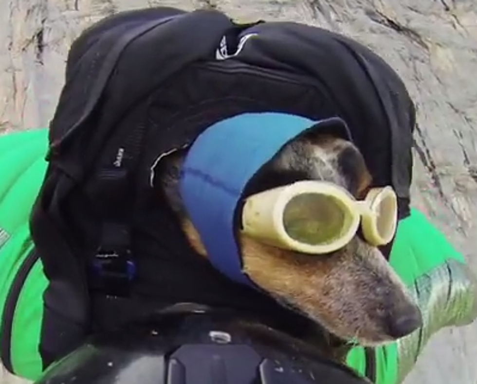 BEHOLD..The Worlds First Base Jumping Dog