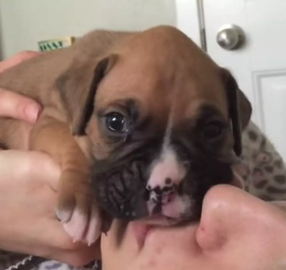Need A Puppy Fix? Check Out This Video Of A Puppy Learning To Howl