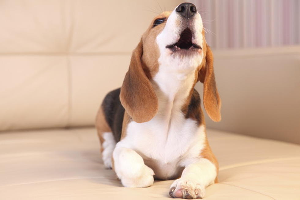 The 10 Most Common Ways Dogs Misbehave And What To Do