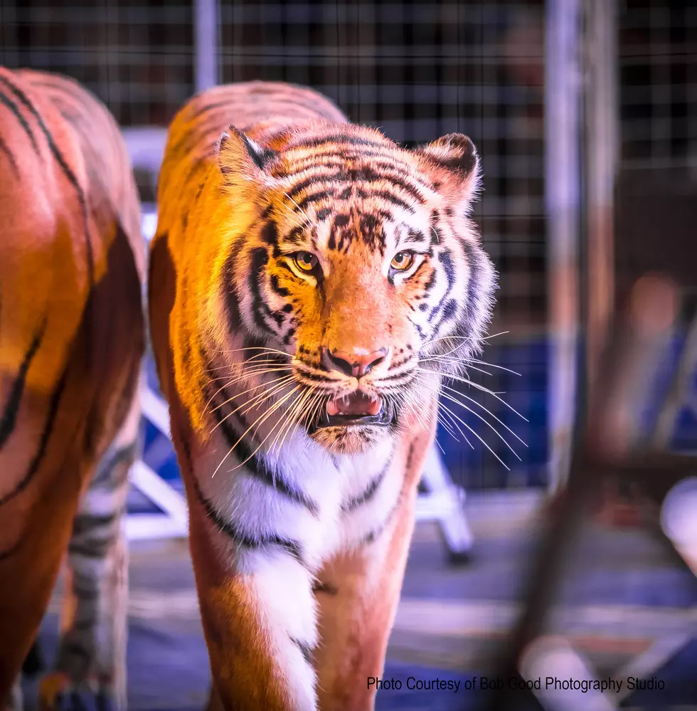 Tiger King: A MUST Watch During Extended Quarantine