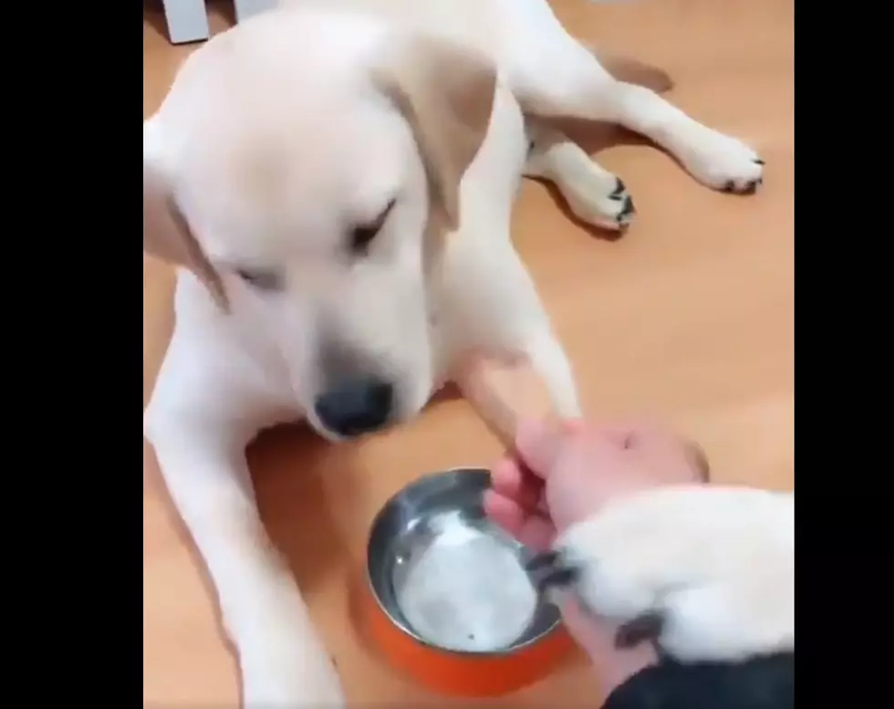 The Most Adorable Thing You'll See Today [Watch]