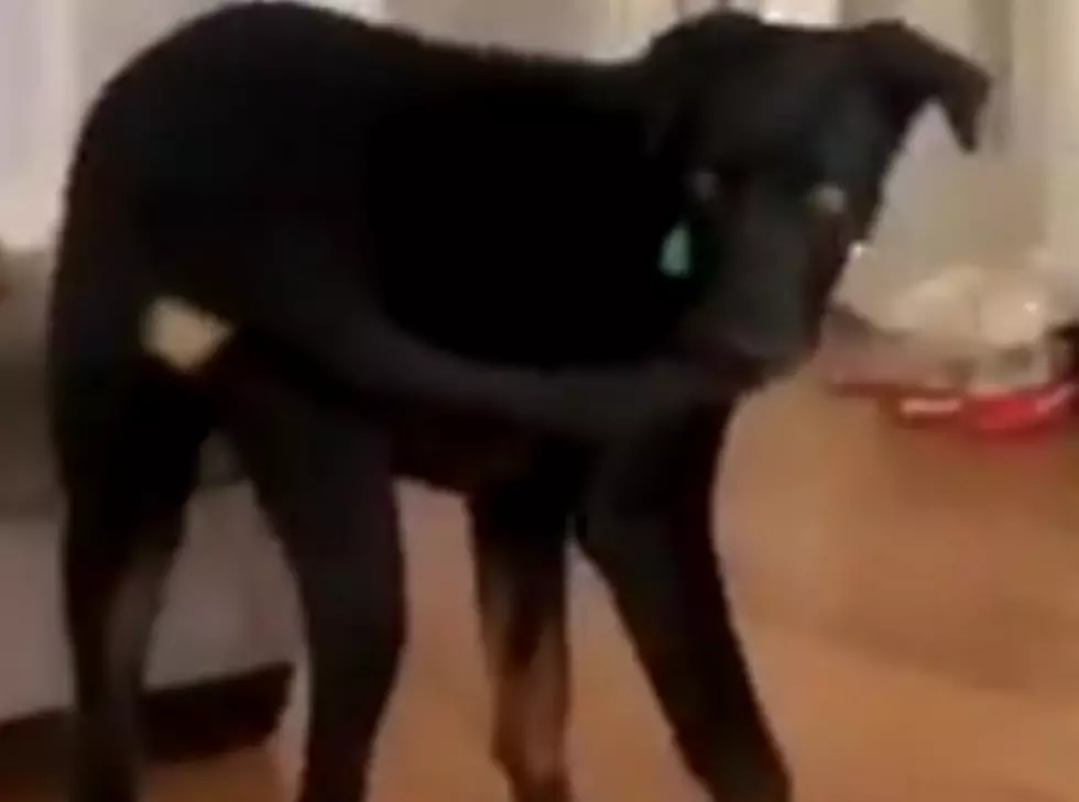 A Moment We’ve Been Waiting For…Dog Catches Its Own Tail! [WATCH]