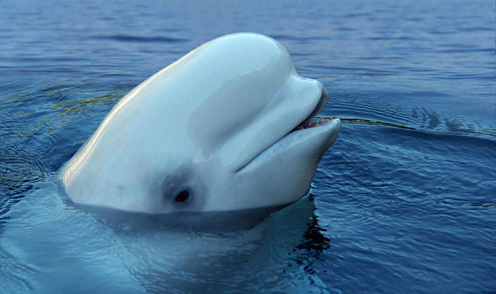 What’s Good: Beluga Whale Helps Woman Retrieve Phone (WATCH)