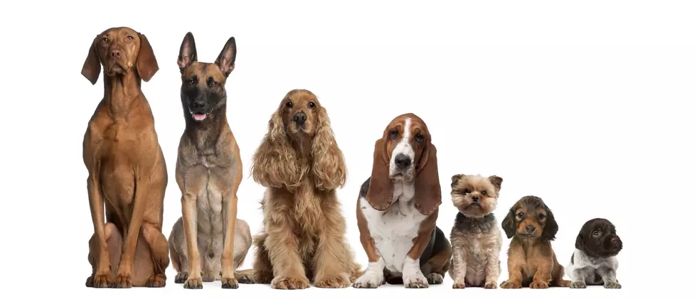 Meet The Cedar Falls Family Behind Popular Twitter &#8220;I&#8217;ve Pet That Dog&#8221;