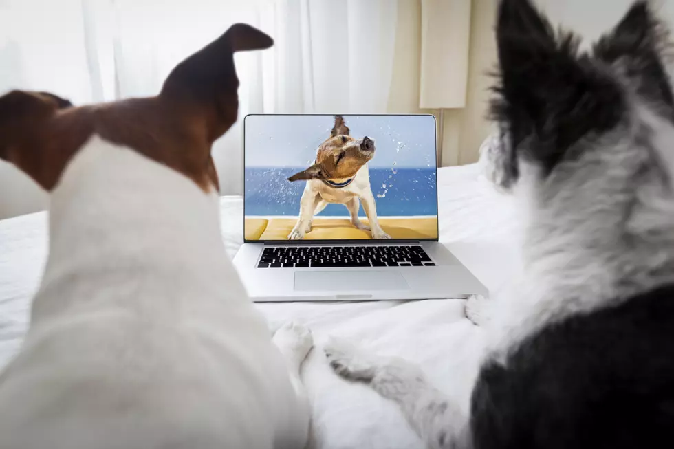 Binge-Watch 10 Disney Dog Movies & Get Paid $1,000
