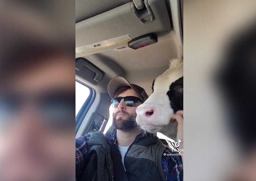 Iowa Farmer Lets Cow Sit Shotgun [VIDEO]