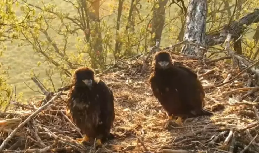 Live Webcam Lets You Watch Decorah, Iowa Eagles Nest