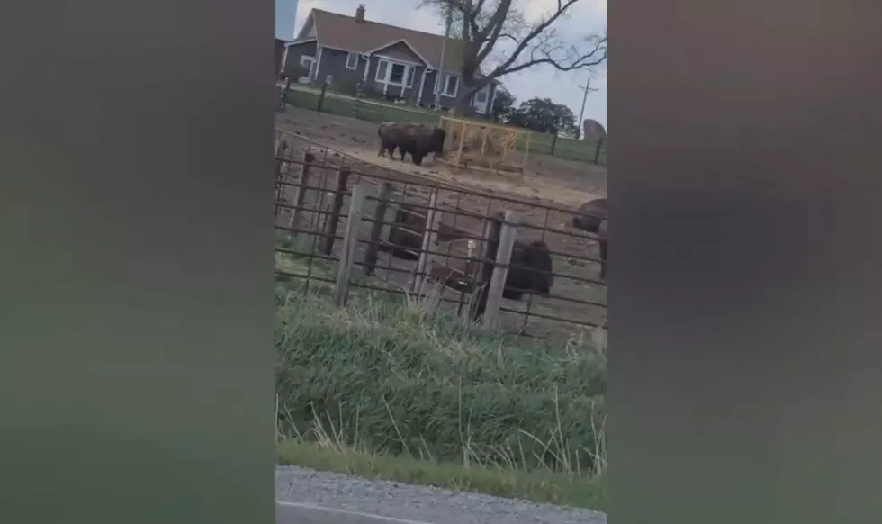 Driver Shocked to Learn There Really are Bison in Waterloo, Iowa