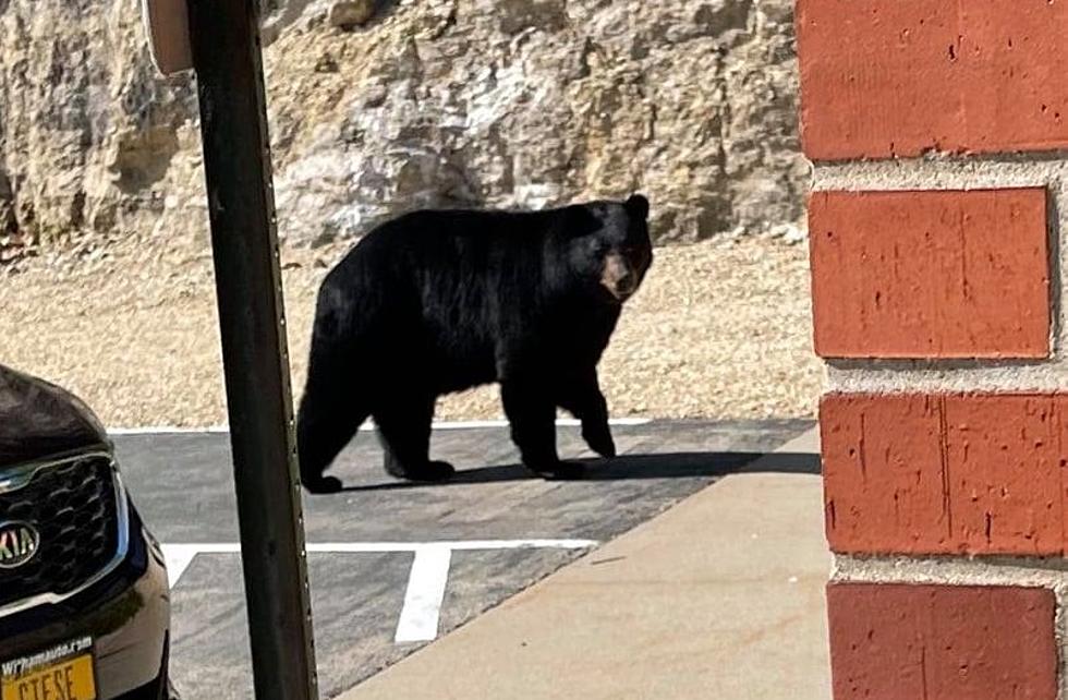 Black Bear Spotted Near Dubuque, Iowa Credit Union