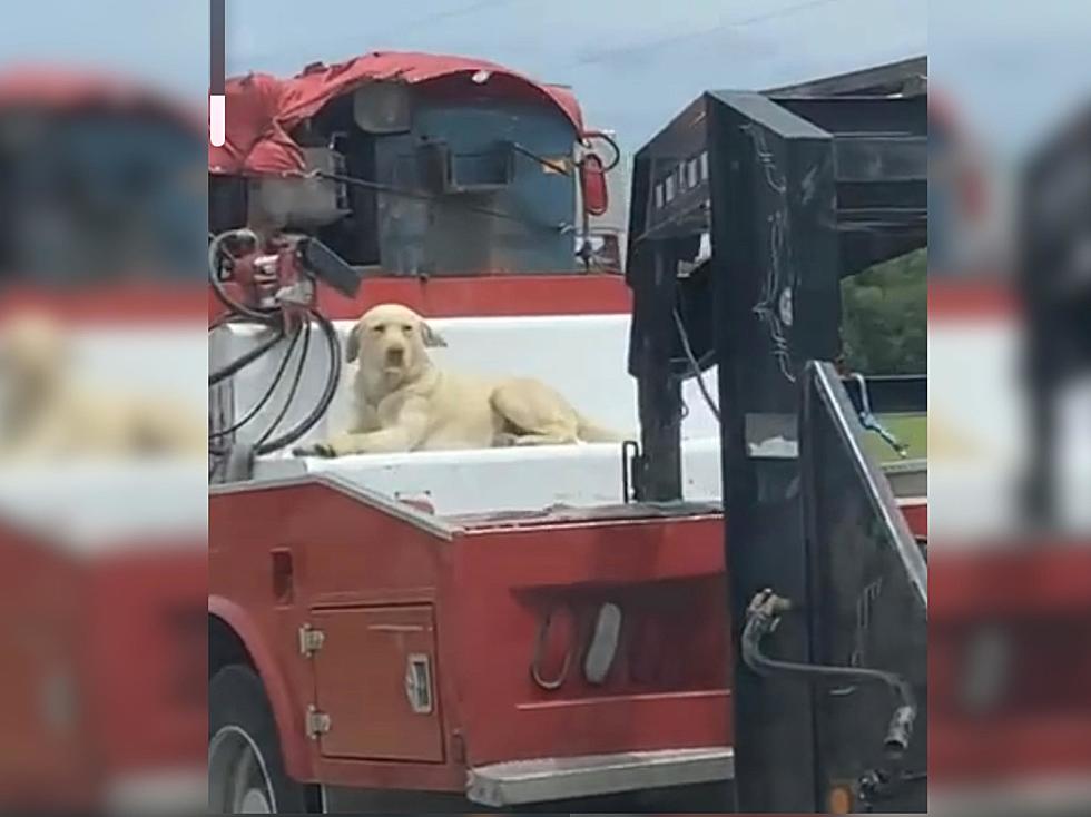 Iowa Dog Cruises Down Interstate