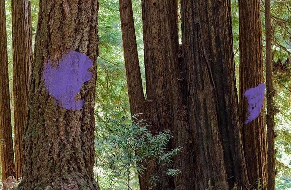 If You See Purple In the Woods In Waterloo, You Need To Leave
