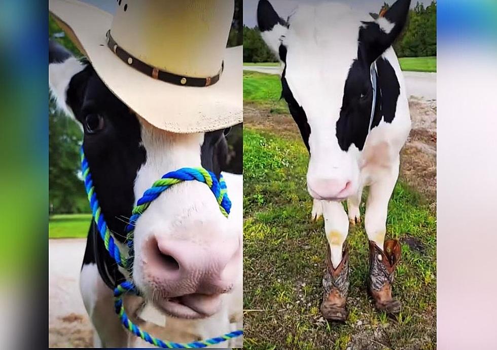 You Have To Check Out This Northeastern Iowa Cow’s New Look