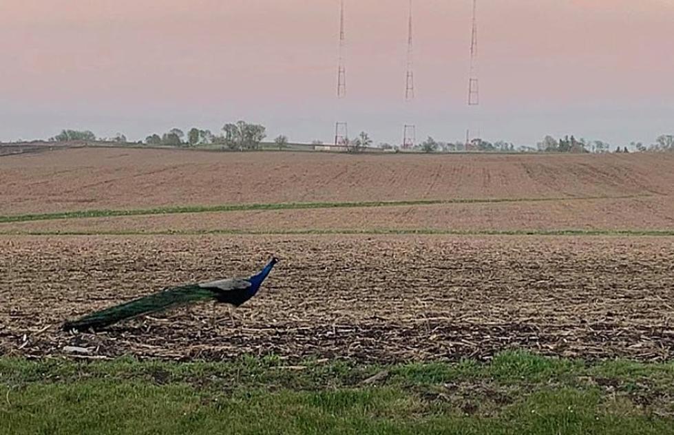 I keep Seeing Peacocks In Iowa&#8230; Why?