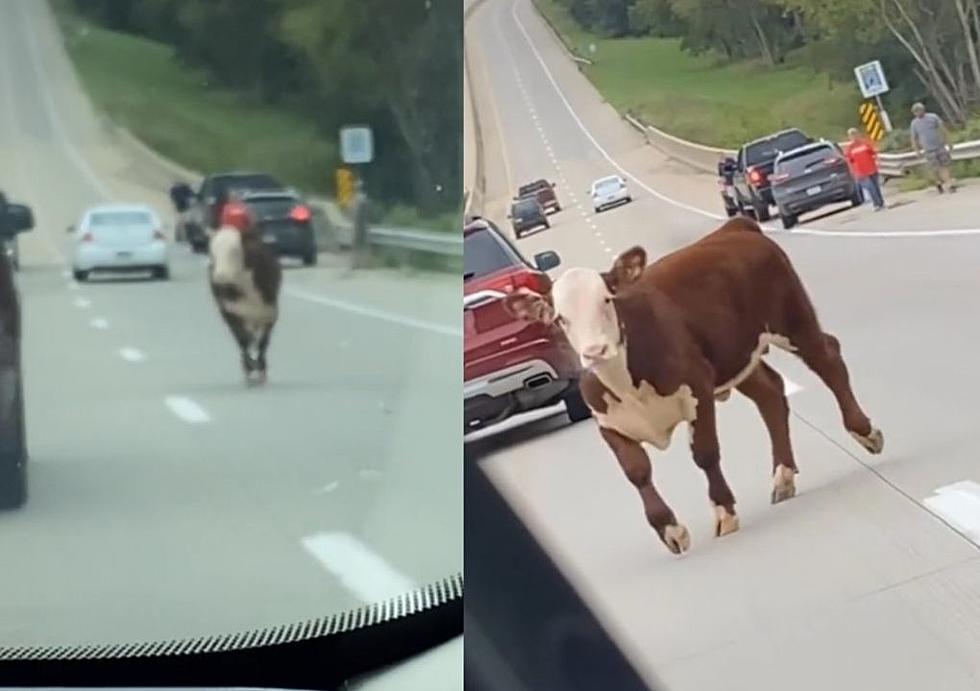 UDDER Ridiculousness: Typical Eastern Iowa Traffic Jam