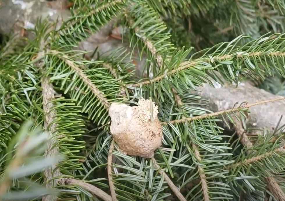 If You Have This Brown Thing On Your Christmas Tree, Get Rid Of It ASAP!