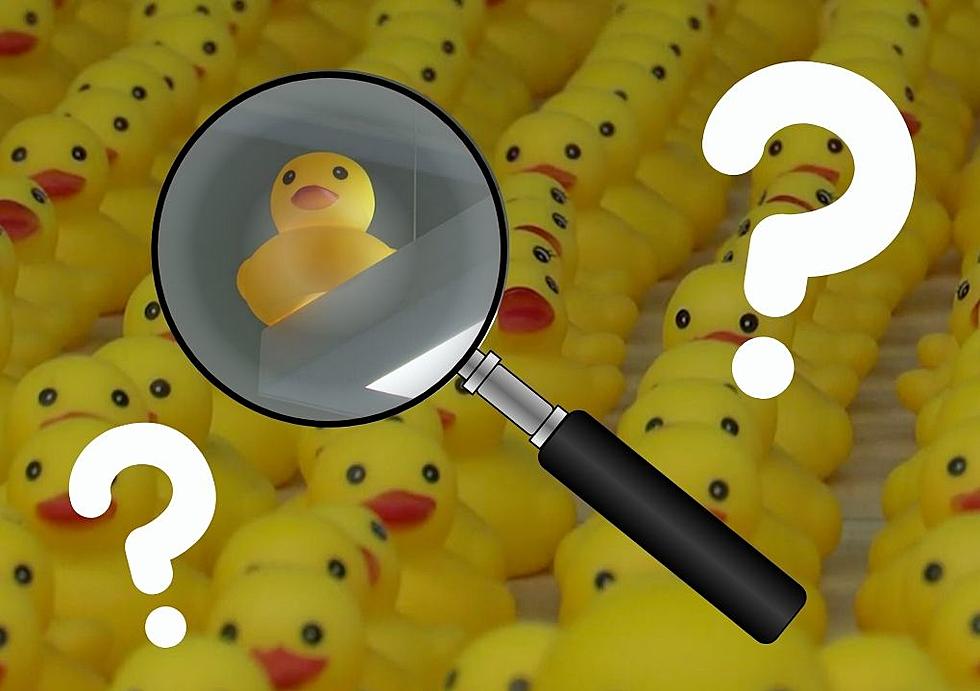Iowa Elementary School Has A Huge Duck Problem