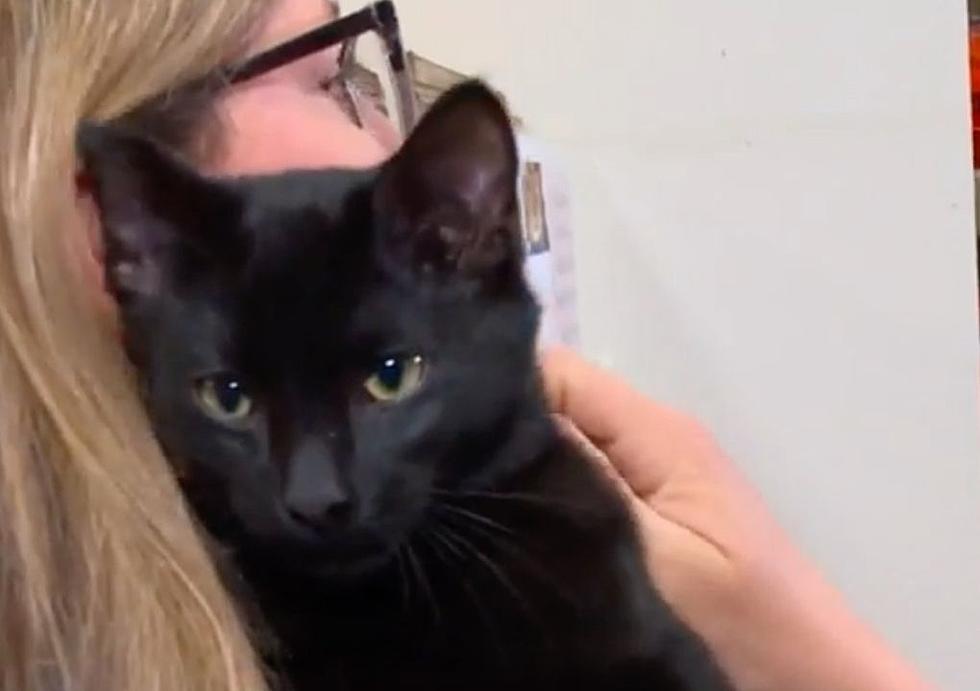 Des Moines Cat Saved From Deadly Drop By Hero Delivery Driver