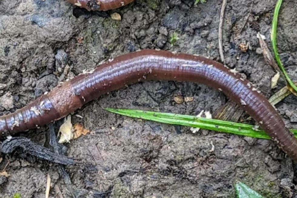 Hold Up, Jumping Worms are Invading Iowa [VIDEOS]