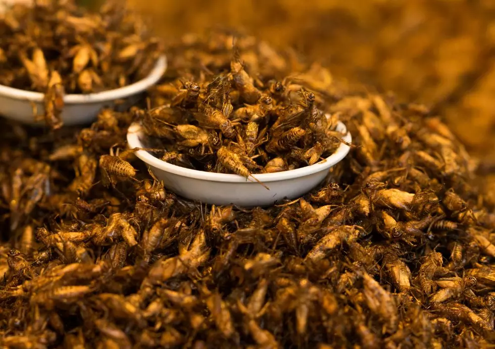 Iowa&#8217;s Newest Delicacy Is&#8230;Crickets?