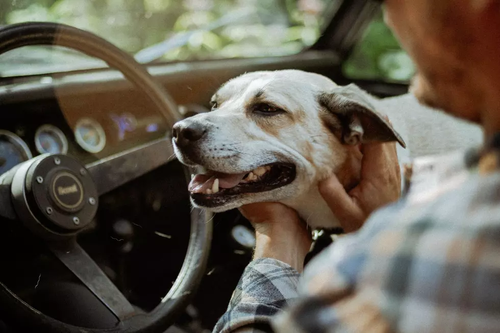 Can You Legally Drive With a Pet On Your Lap In Iowa?